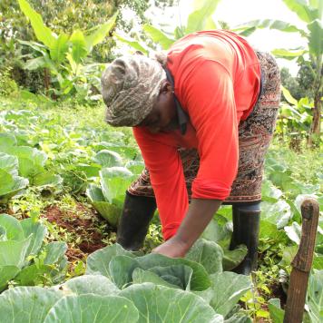  A woman smallholder farmer from rural Kenya tends to growing cabbages at her farm.